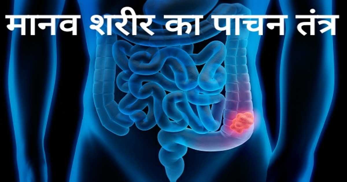 मानव शरीर का पाचन तंत्र | human digestive system 